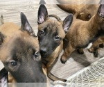 Small Photo #252 Belgian Malinois Puppy For Sale in REESEVILLE, WI, USA