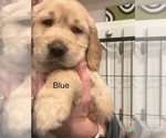 Puppy Blue Golden Retriever