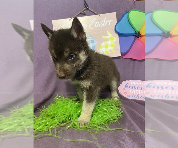 Medium Photo #3 Siberian Husky Puppy For Sale in DEARBORN, MO, USA