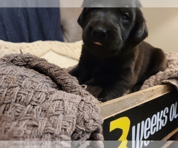 Medium Photo #12 Labrador Retriever Puppy For Sale in BONAIRE, GA, USA