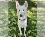 Small Siberian Husky