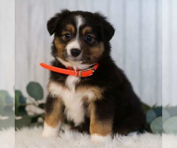 Medium Photo #1 Miniature Australian Shepherd Puppy For Sale in REBERSBURG, PA, USA