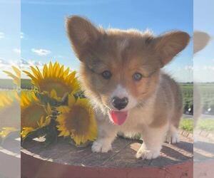 Pembroke Welsh Corgi Litter for sale in HOYLETON, IL, USA