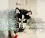 Small Photo #20 Siberian Husky Puppy For Sale in WASHBURN, WI, USA