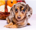 Puppy 6 Dachshund