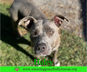 Mutt Dogs for adoption in Milton, FL, USA