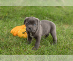Puppy Max Cane Corso