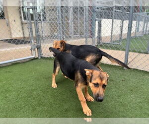 German Shepherd Dog Dogs for adoption in Texas City, TX, USA