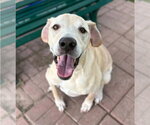Cooper - Male Great Dane-Labrador Retriever Mix Dog for Adoption - Small photo