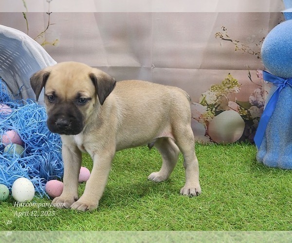 Medium Photo #17 Catahoula Leopard Dog Puppy For Sale in CUMBY, TX, USA