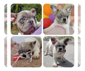 French Bulldog Puppy for sale in TAMPA, FL, USA