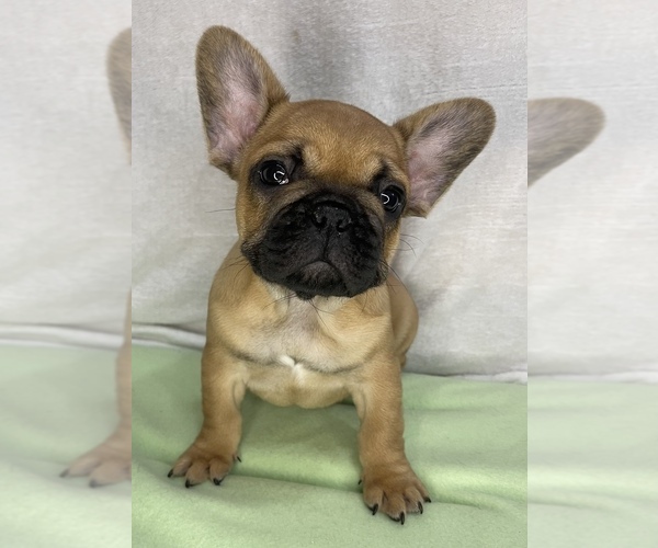 Medium Photo #2 French Bulldog Puppy For Sale in LOWRY CITY, MO, USA