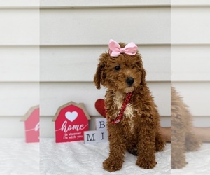 Goldendoodle-Poodle (Miniature) Mix Puppy for sale in ORLANDO, FL, USA