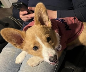 Father of the American Corgi puppies born on 03/21/2026