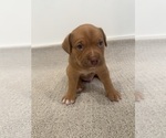Puppy Teddy American Bully