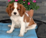 Small Photo #39 Cavalier King Charles Spaniel Puppy For Sale in GOSHEN, IN, USA