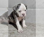 Small #7 Olde English Bulldogge