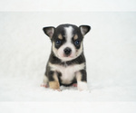 Small Photo #12 Chihuahua Puppy For Sale in UNION GROVE, NC, USA