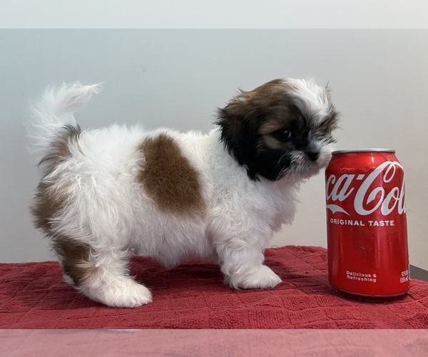 Medium Photo #1 Shih Tzu Puppy For Sale in SAINT PETERSBURG, FL, USA