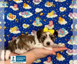 Morkie Puppy for sale in WINNSBORO, LA, USA