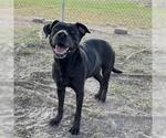 Small Labrador Retriever Mix