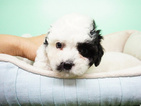 Small Photo #4 Shih-Poo Puppy For Sale in LA MIRADA, CA, USA