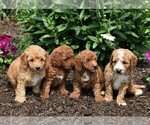 Small Photo #2 Goldendoodle-Poodle (Miniature) Mix Puppy For Sale in KINZERS, PA, USA