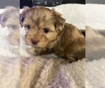 Puppy 5 ShihPoo