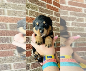 Rottweiler Puppy for sale in ALBION, MI, USA