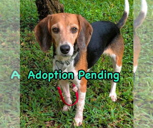 Beagle Dogs for adoption in Dunnellon, FL, USA
