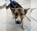 Small German Shepherd Dog