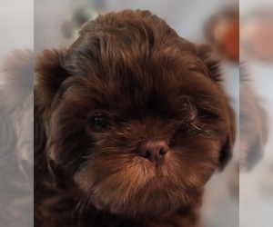 Shih Tzu Puppy for sale in WESLEY CHAPEL, FL, USA