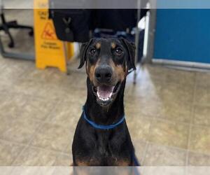 Doberman Pinscher Dogs for adoption in Raleigh, NC, USA