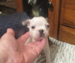 Small #3 Boston Terrier