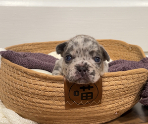 French Bulldog Litter for sale in BELLE CHASSE, LA, USA