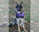 Small #1 German Shepherd Dog