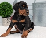 Small Photo #32 Doberman Pinscher Puppy For Sale in GOSHEN, IN, USA