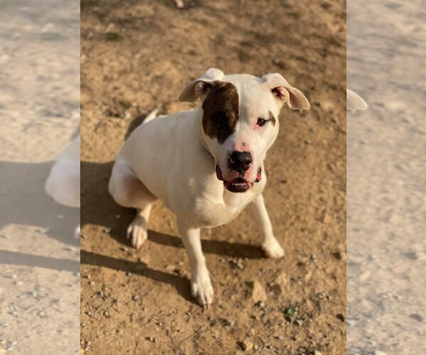 Medium Photo #5 American Pit Bull Terrier-Huskies  Mix Puppy For Sale in Lewistown, PA, USA