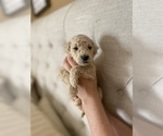 Small Photo #5 Goldendoodle Puppy For Sale in ZEBULON, NC, USA