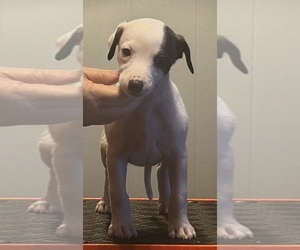 Whippet Puppy for sale in SAND SPRINGS, OK, USA