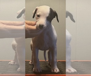 Whippet Puppy for Sale in SAND SPRINGS, Oklahoma USA