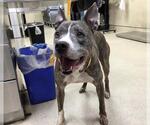 LULU - Female Mutt Dog for Adoption - Small photo
