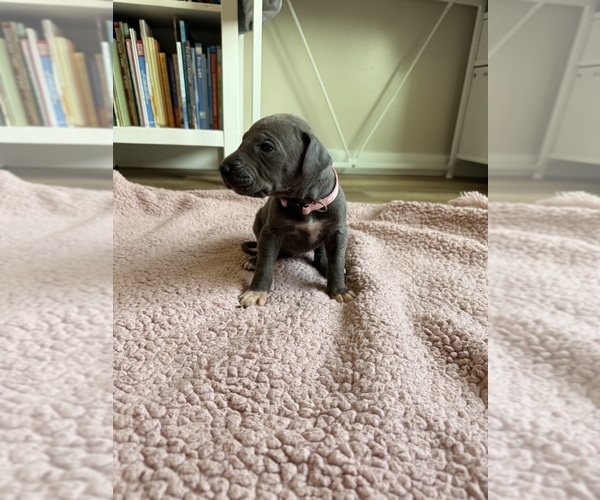 Medium Photo #1 Great Dane Puppy For Sale in BLYTHEWOOD, SC, USA