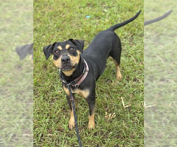 Medium Photo #1 Mutt Puppy For Sale in Fort Lauderdale, FL, USA