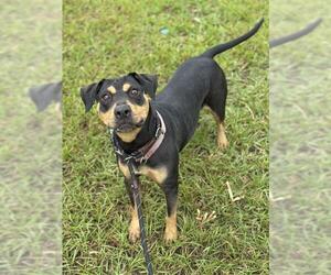 Mutt Dogs for adoption in Fort Lauderdale, FL, USA