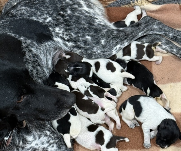 Medium Photo #1 German Wirehaired Pointer Puppy For Sale in TOOELE, UT, USA