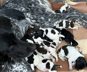 German Wirehaired Pointer Puppy for Sale in TOOELE, Utah USA