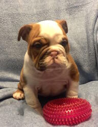English Bulldog Puppy for sale in CHARLESTON, SC, USA