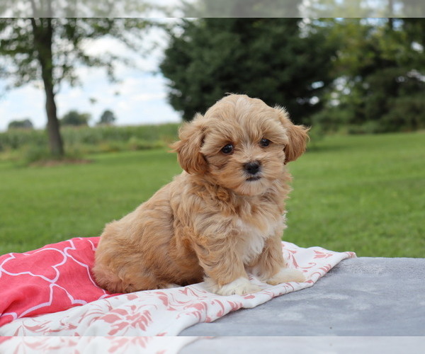 Medium Photo #6 ShihPoo Puppy For Sale in THORP, WI, USA
