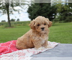 Puppy Lacey ShihPoo